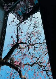 小说 公主 np